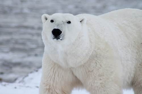 Reino Animal - Oso Polar