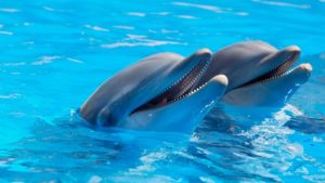 10 Interesantes Preguntas sobre los Delfines