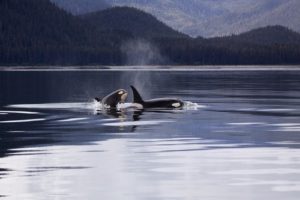 15 Interesantes Preguntas sobre las Orcas