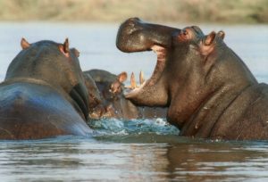 Preguntas sobre Hipopótamos