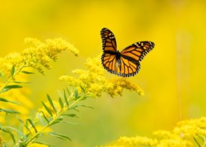 15 Interesantes Preguntas sobre las Mariposas