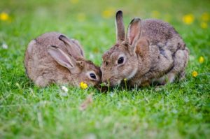 Preguntas sobre Conejos
