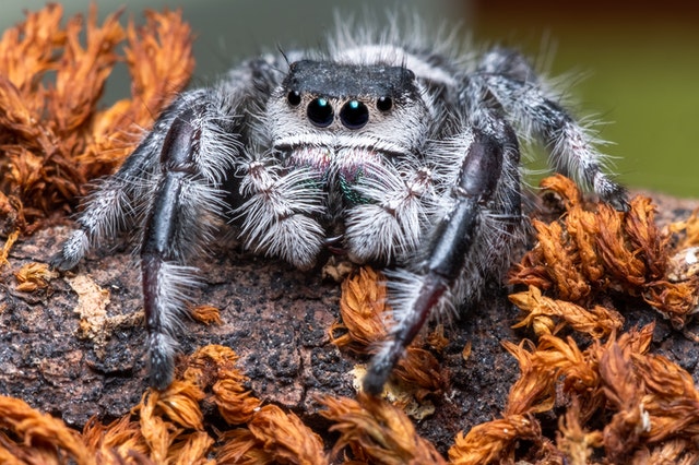 Arañas - Animal Invertebrado